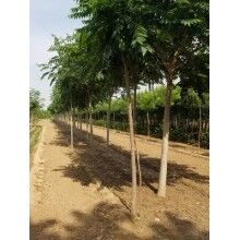 椿樹分類具體介紹及其生長(zhǎng)習(xí)性