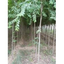 榆樹盆景生長(zhǎng)發(fā)展及其枝枯病原因和解決措施