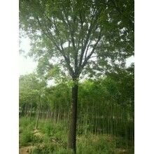 白蠟栽培要領及其綿粉蚧病蟲害怎么防治