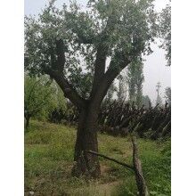 棗樹栽苗過程中做到哪些方面能提高成活率