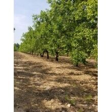 棗木鴨柴木炭的選擇及其特性