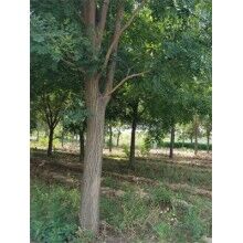 國(guó)槐盆栽栽培方法及其種苗注意調(diào)整光照濕度溫度